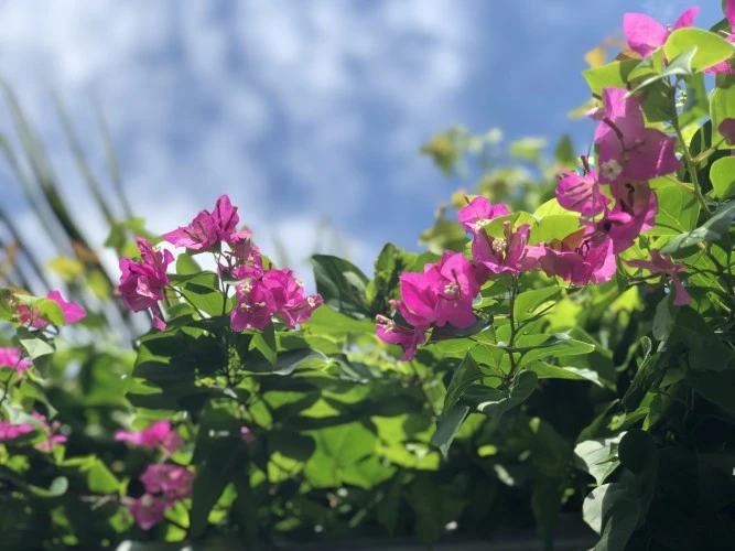 Eolie - bouganvillea